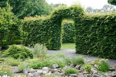 Арка изгороди с грабом