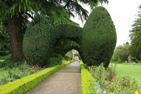 Проход из тиса