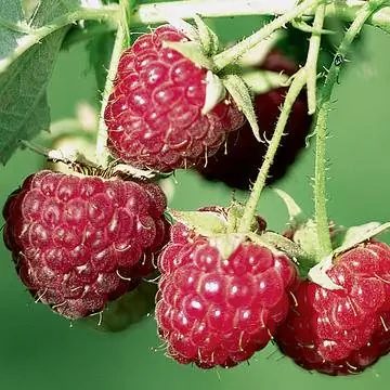 Малина 'Осеннее блаженство'