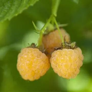 Малина 'Фаллголд'