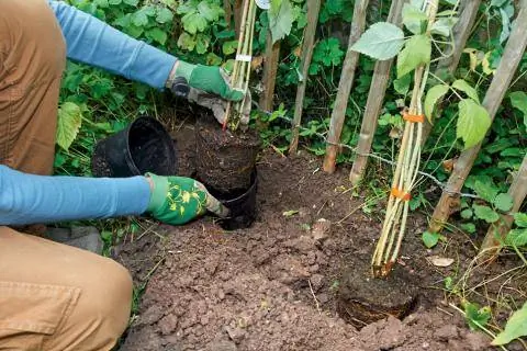 посадить малину