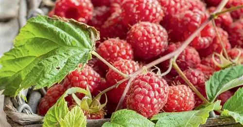 Малина: лучшие сорта для домашнего сада