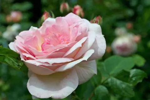 ADR Роза Амаретто