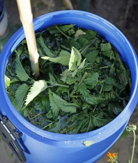 Приготовьте навоз из крапивы