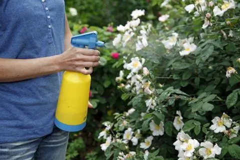 Опрыскивайте розы средствами защиты растений