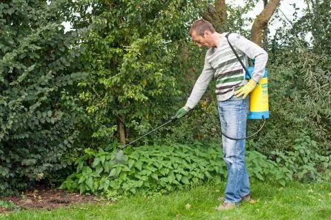 Распылите гербицид в саду