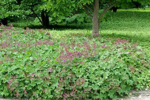 Балканская герань 'Чакор' (Geranium macrorrhizum)
