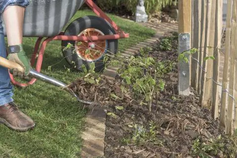 Покройте плантации мульчей из коры