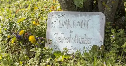 5 советов по борьбе с сорняками без «сводки новостей»