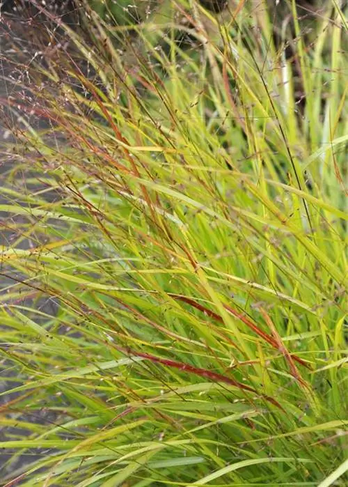 куст красных лучей