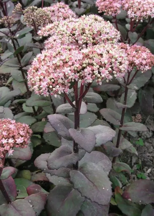 Осенний очиток