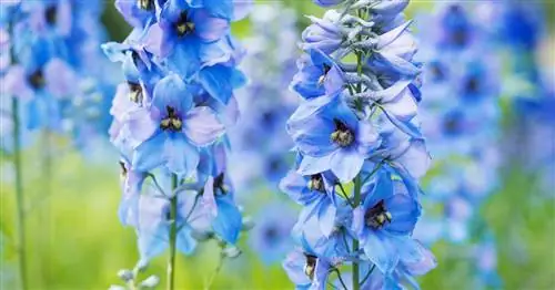 Живокость: С этим все в порядке