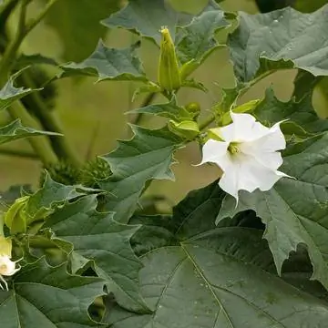 цветок дурмана