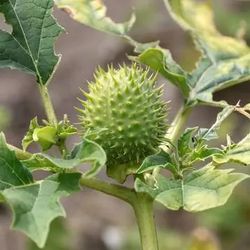 плод тернового яблока