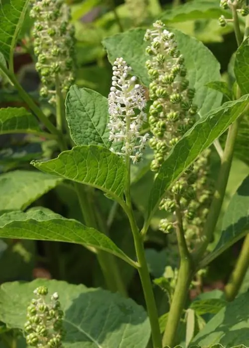 Соцветие лакома