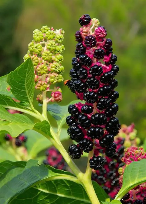 Лаконос красный и ядовитые ягоды