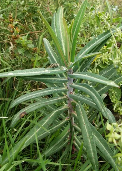 Крестоцветный молочай