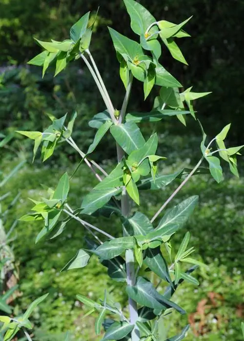 Цветы крестообразного молочая