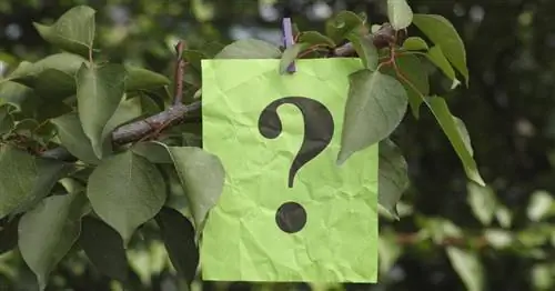 Удивите гостей в саду