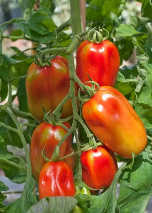 Сорт томата Сан-Марцано