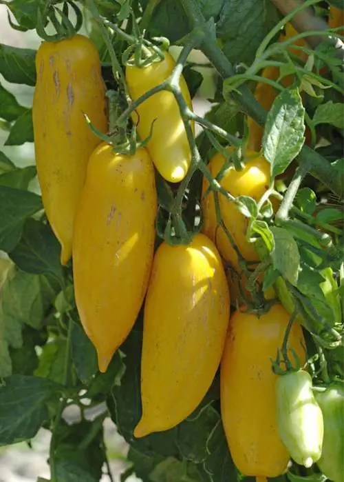 Сорт томатов Банановые ножки