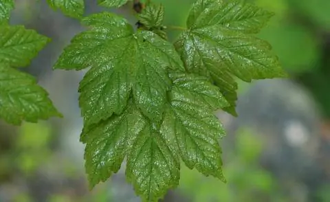 Покрытие медовой росы на клене тлей