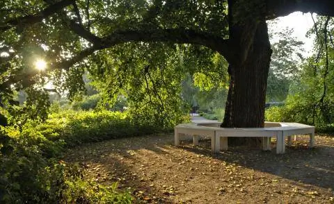 Скамейка под липой