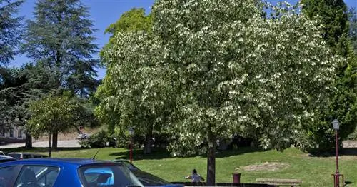 Капающие липы: что за этим стоит?