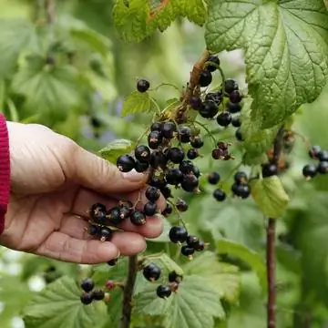 Черная смородина богата витамином С