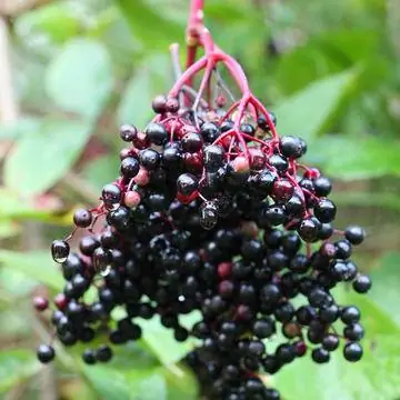 Черный старейшина