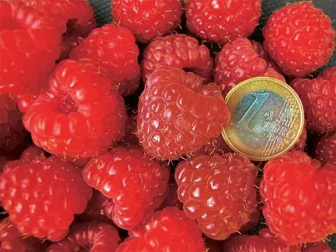Осенняя малина 'Ароматная королева'