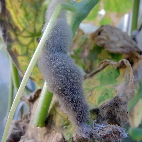 Серая гниль (Botrytis cinerea) на огурцах (Cucumis)