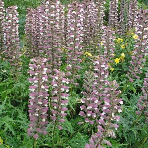 Венгерский борщевик (Acanthus hungaricus)