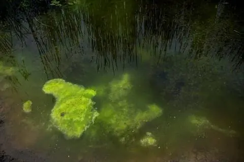 водоросли