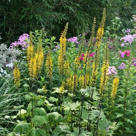 Свеча Groundsel Ligularia przewalskii