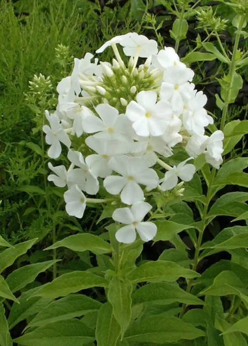 Флокс амплифолистный