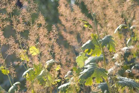 Мак белоперый (Macleaya cordata)