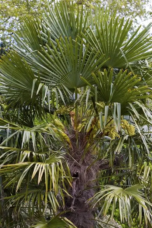 Китайская конопляная пальма (Trachycarpus Fortunei)