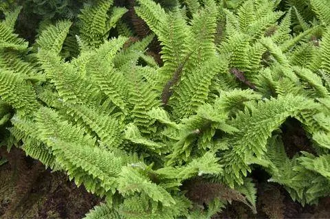 Узкий филигранный папоротник (Polystichum setiferum)