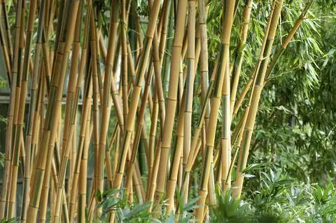 Бамбук с плоской трубкой (Phyllostachys)