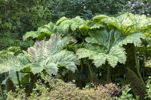 Гигантский лист секвойи (Gunnera manicata)