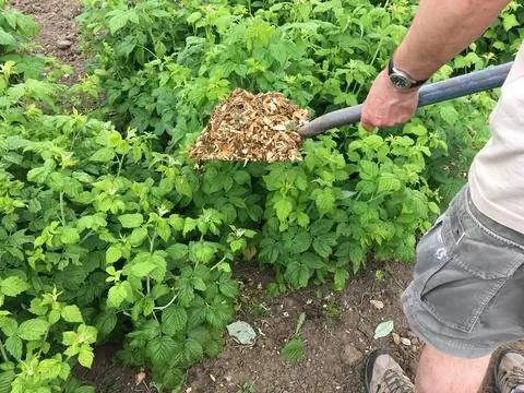Мульча из измельченных садовых отходов