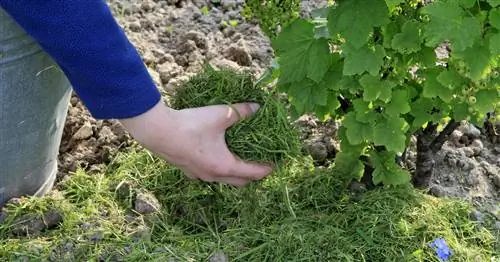 Для хорошего урожая: мульчируем ягодные кусты