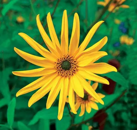 Топинамбур (Helianthus tuberosus)