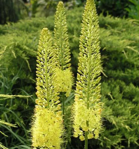степная свеча Eremurus stenophyllus