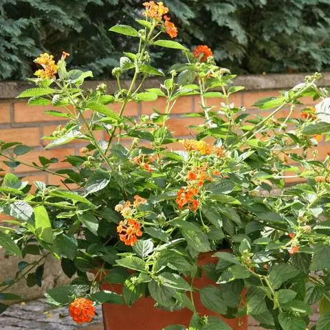 Лантана в ведре