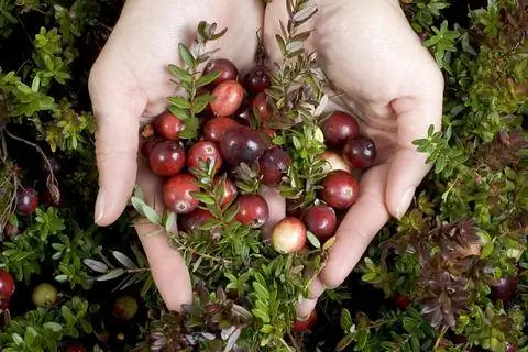 Свежесобранная клюква