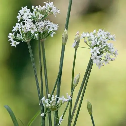 Зеленый лук Allium tuberosum Зеленый лук Allium tuberosum
