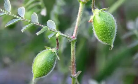 Нут Cicer arietinum