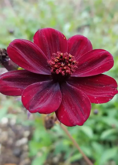 Шоколадный Космос (Cosmos atrosanguineus)